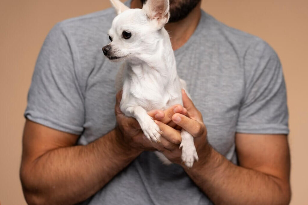 Shaving Chihuahua