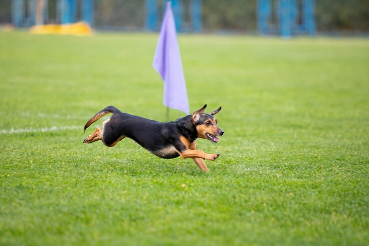 Chihuahua Tail