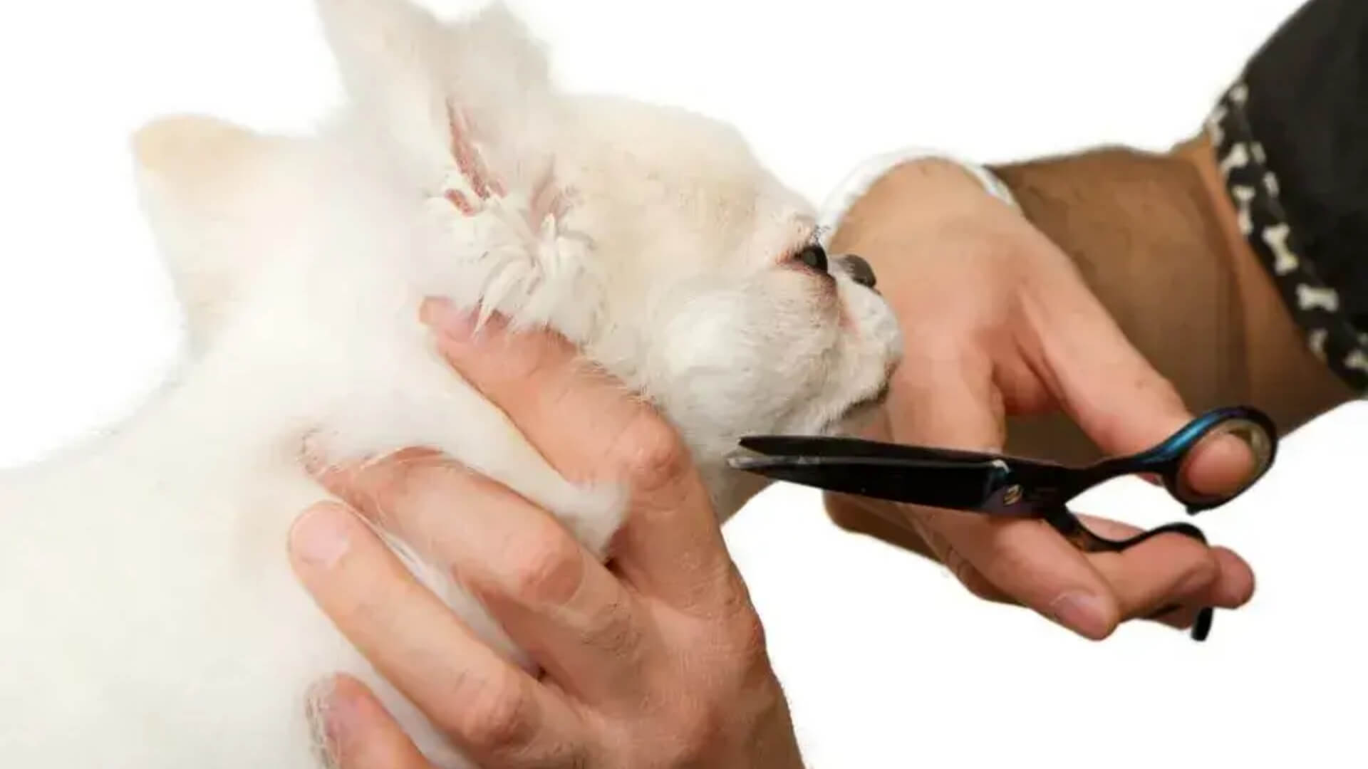 Shaving Chihuahua