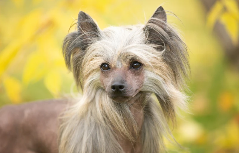 Chinese crested chihuahua mix