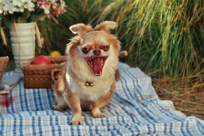 How Many Teeth Do Chihuahuas Have
