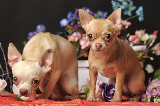 Sable Chihuahua