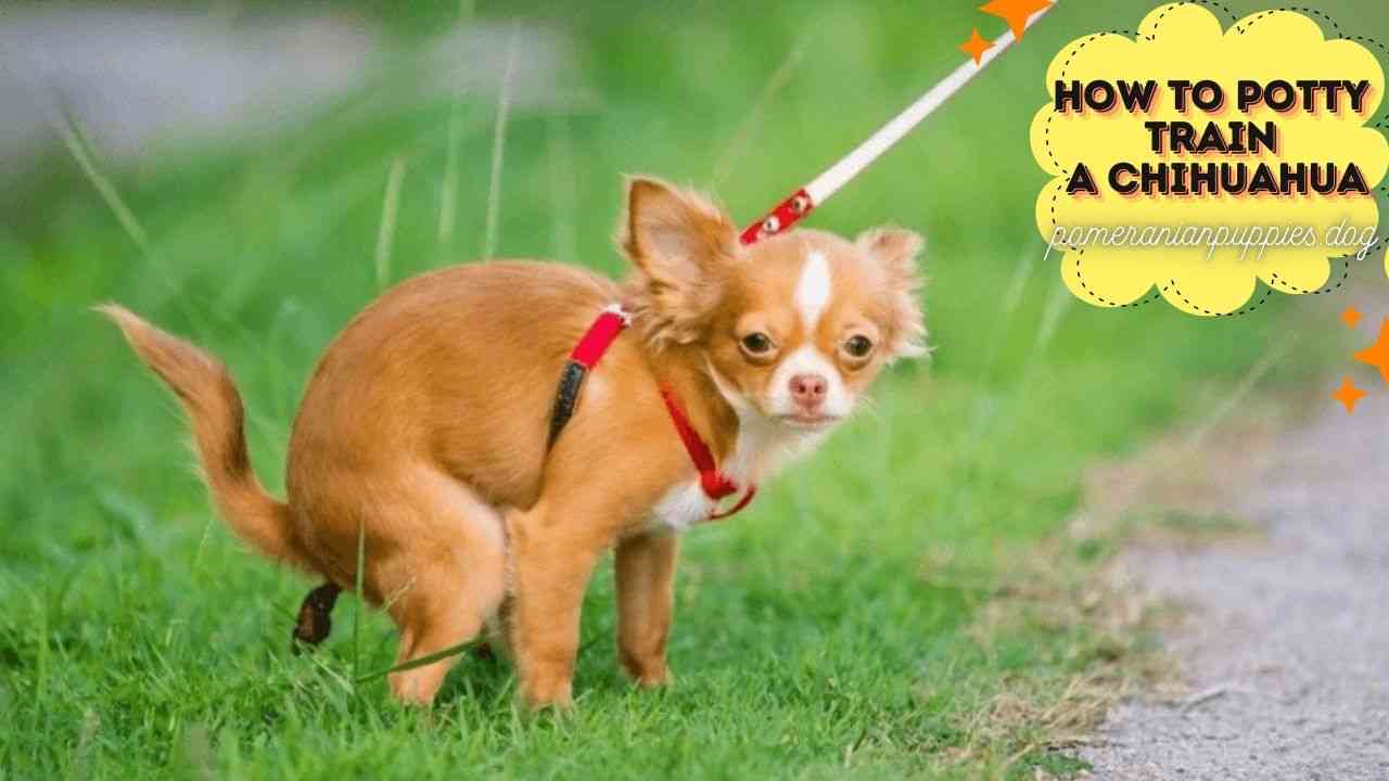 How to Potty Train a Chihuahua