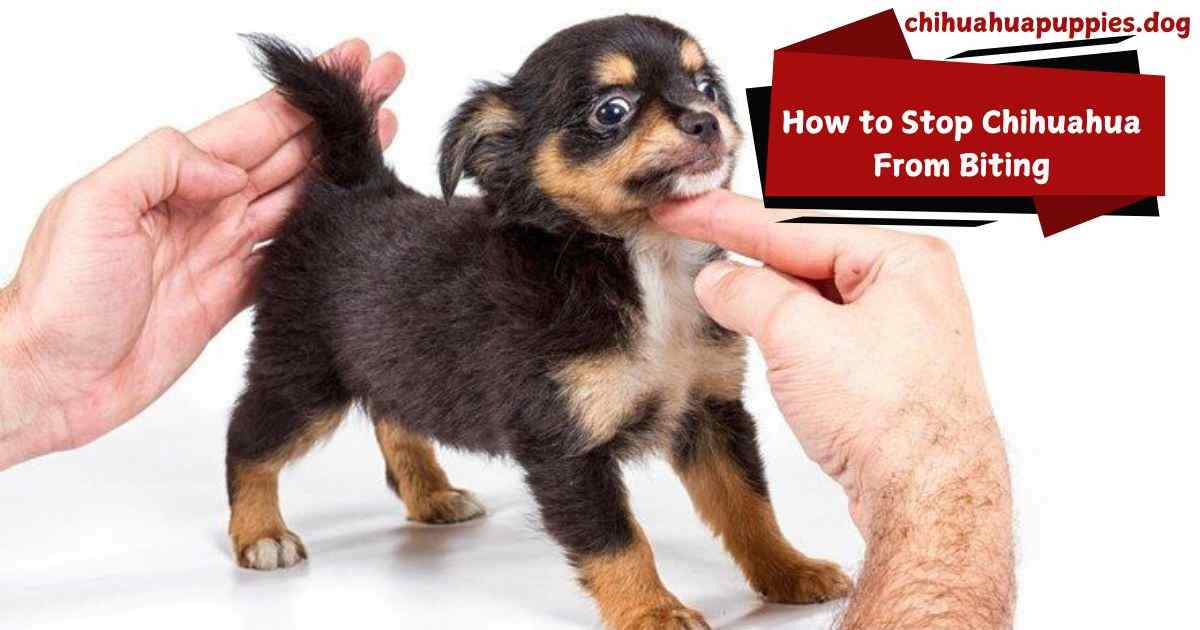 How to Stop Chihuahua From Biting