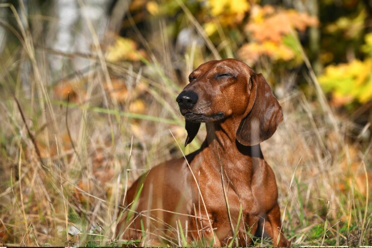 vizsla chihuahua mix