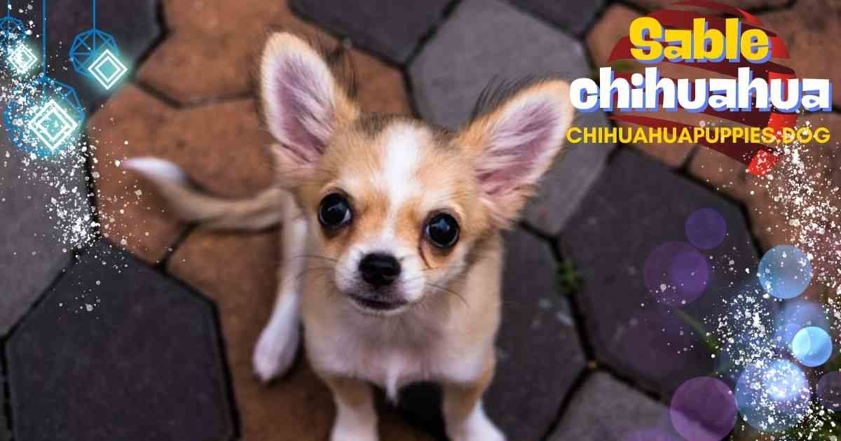 sable chihuahua