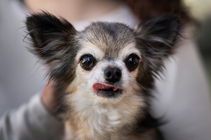 rare types of chihuahua