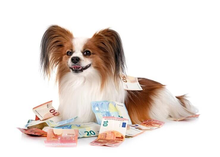 How Much Does A Chihuahua Cost
