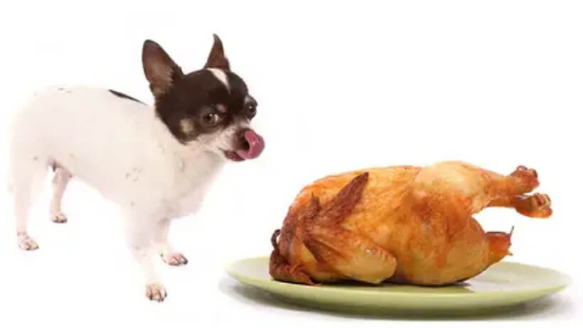 Can Chihuahuas eat rotisserie chicken