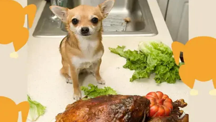 Can Chihuahuas eat rotisserie chicken