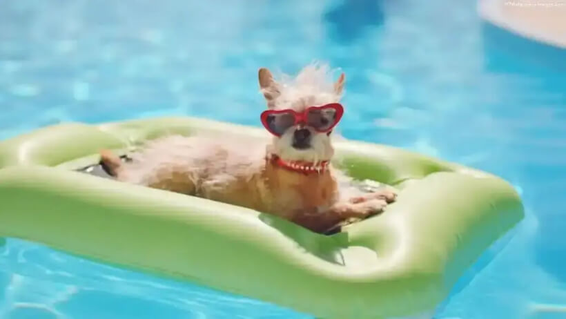  Do chihuahuas like to swim
