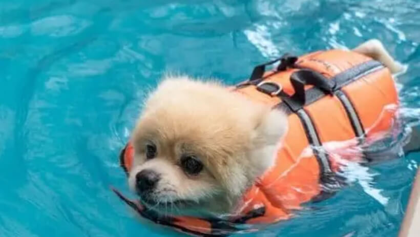         Do chihuahuas like to swim
