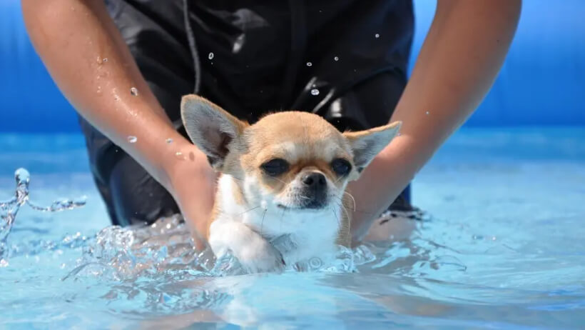 Do chihuahuas like to swim
