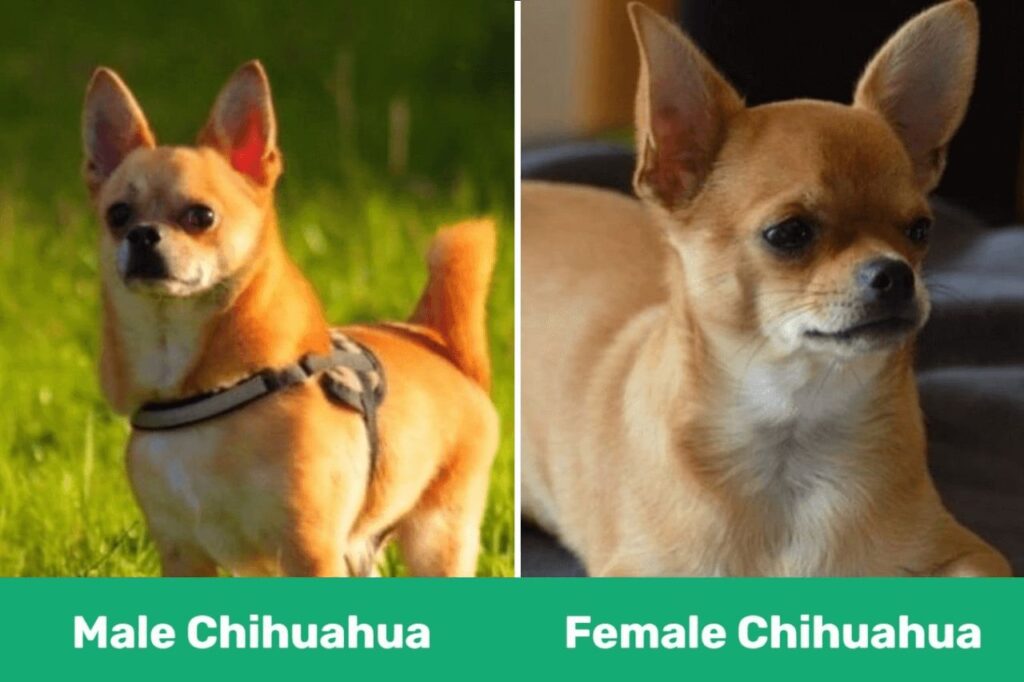 Male Vs Female Chihuahua
