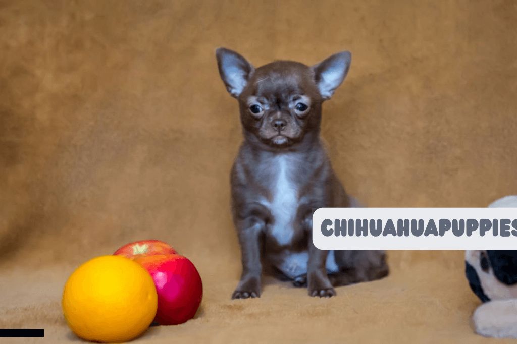 Can Chihuahua Eat Chocolate