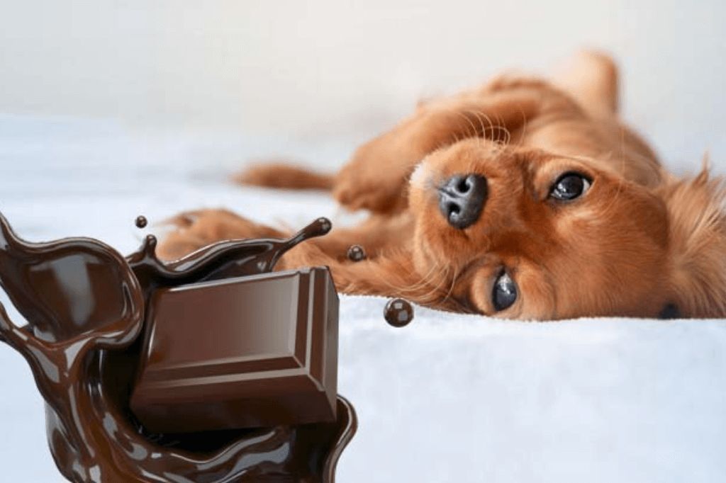 Can Chihuahua Eat Chocolate