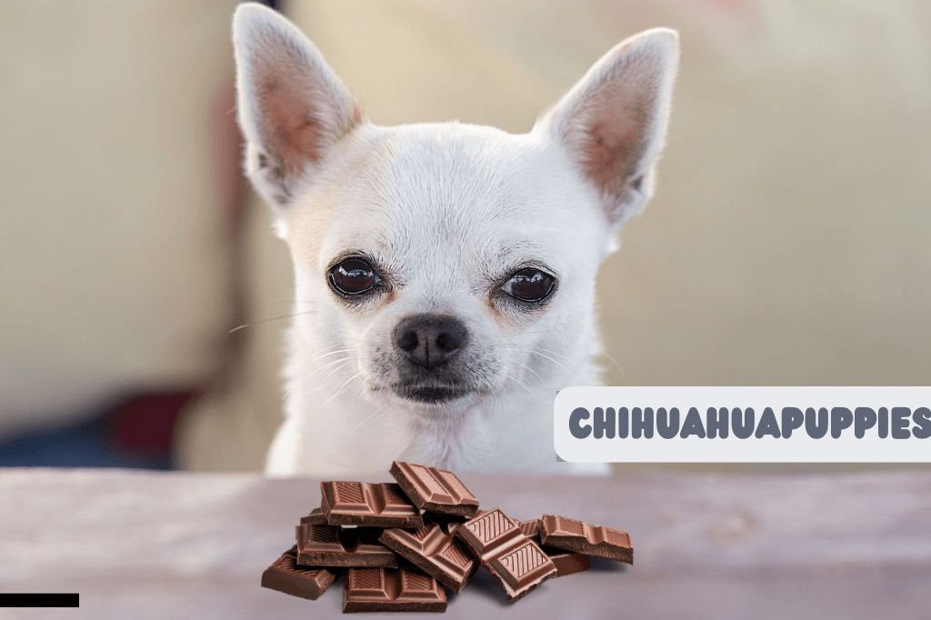 Can Chihuahua Eat Chocolate