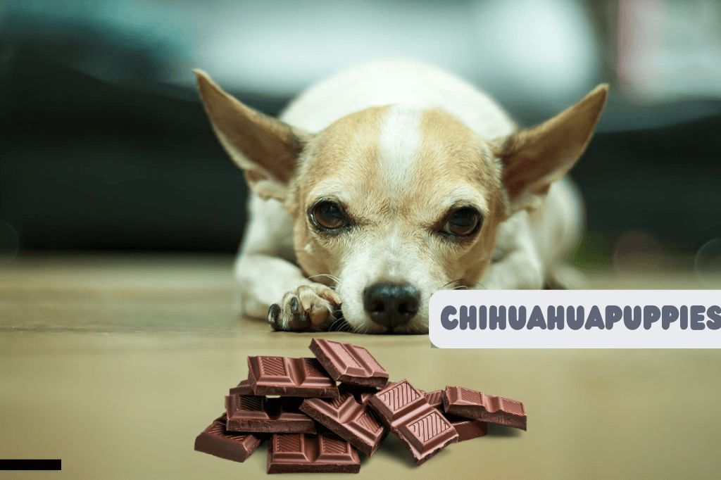 Can Chihuahua Eat Chocolate