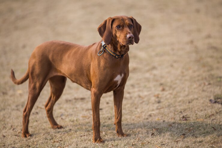 vizsla chihuahua mix