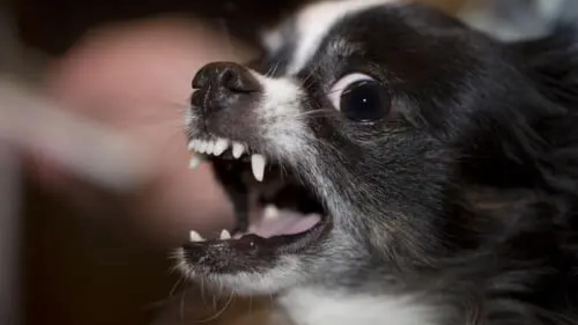 Why do Chihuahuas bark so much