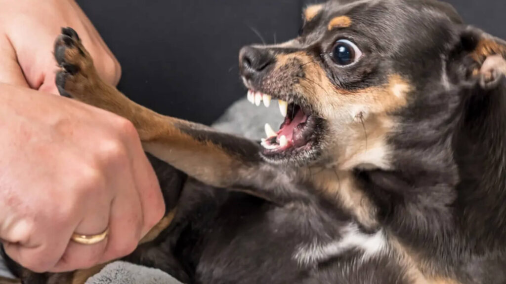 Why do Chihuahuas bark so much