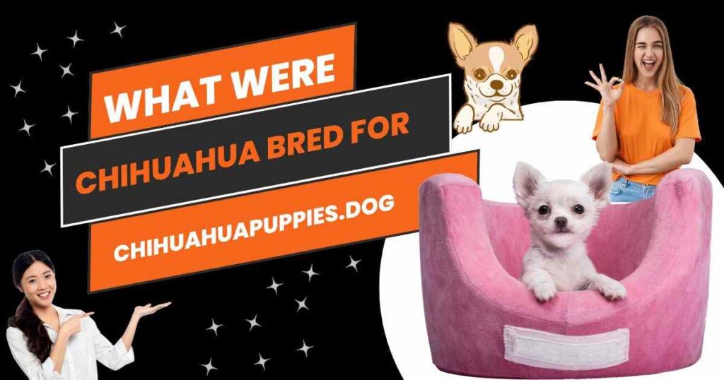 What Were Chihuahuas Bred For