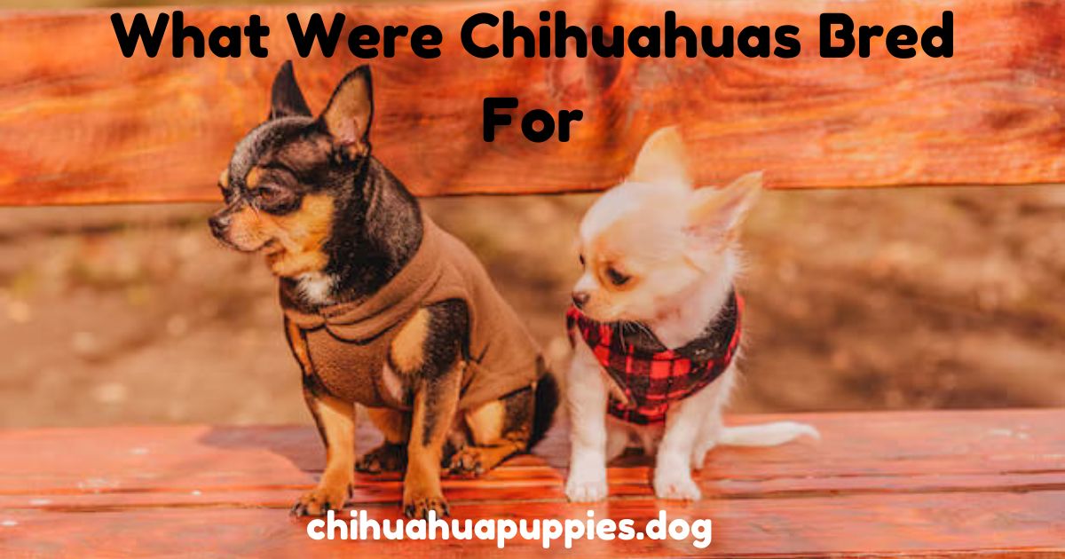 What were chihuahua bred for