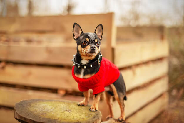  What were Chihuahuas bred for?
