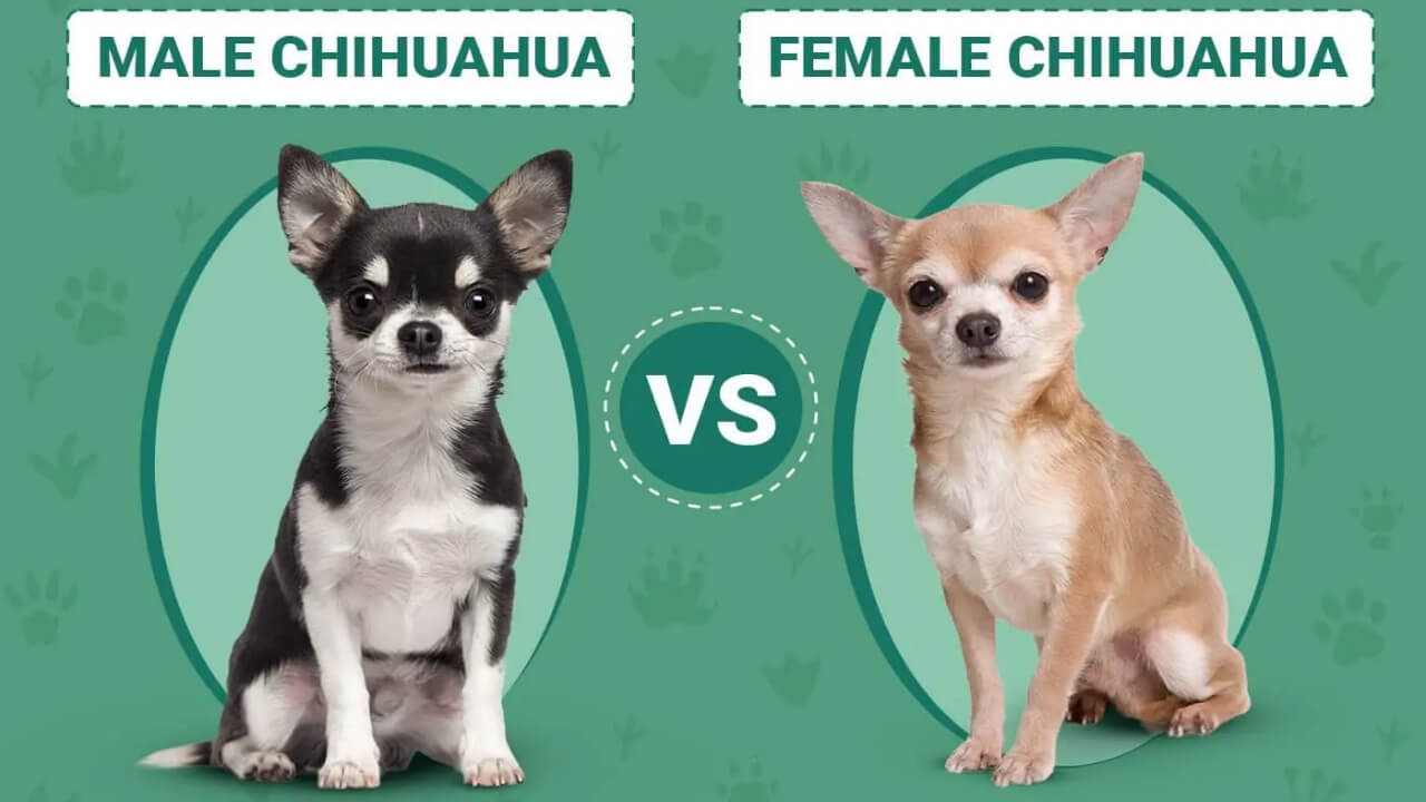 Male Vs Female Chihuahua