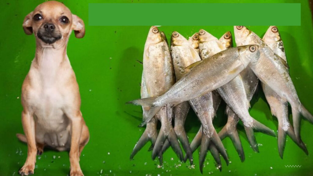 Can Chihuahuas eat fish?
