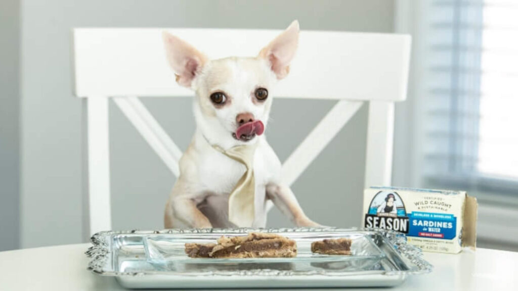 Can Chihuahuas eat fish?
