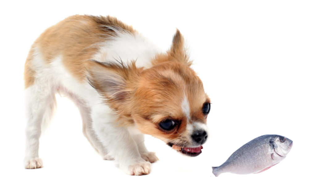 Can Chihuahuas eat fish?
