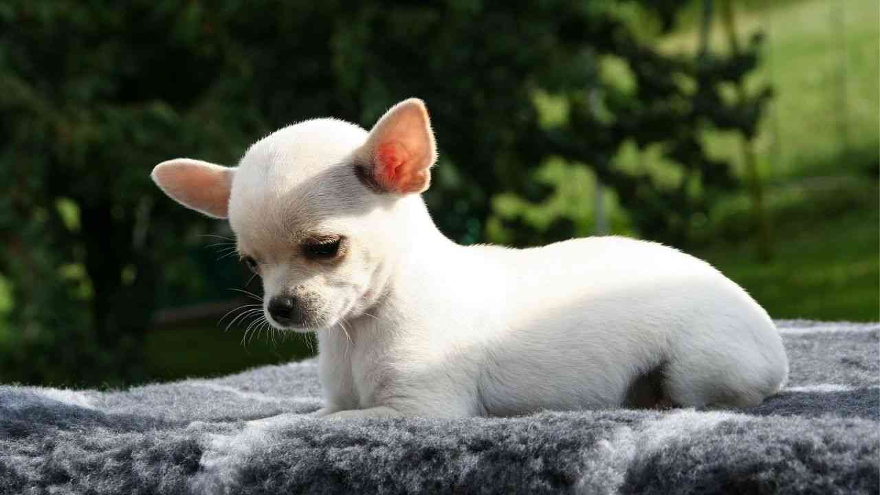 Blue Eyed Chihuahua