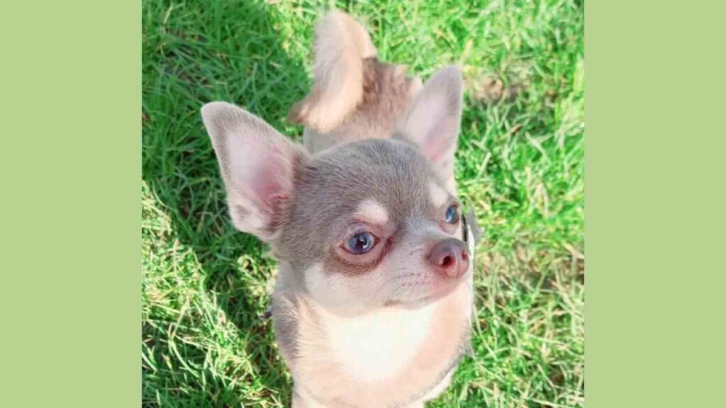 Blue Eyed Chihuahua