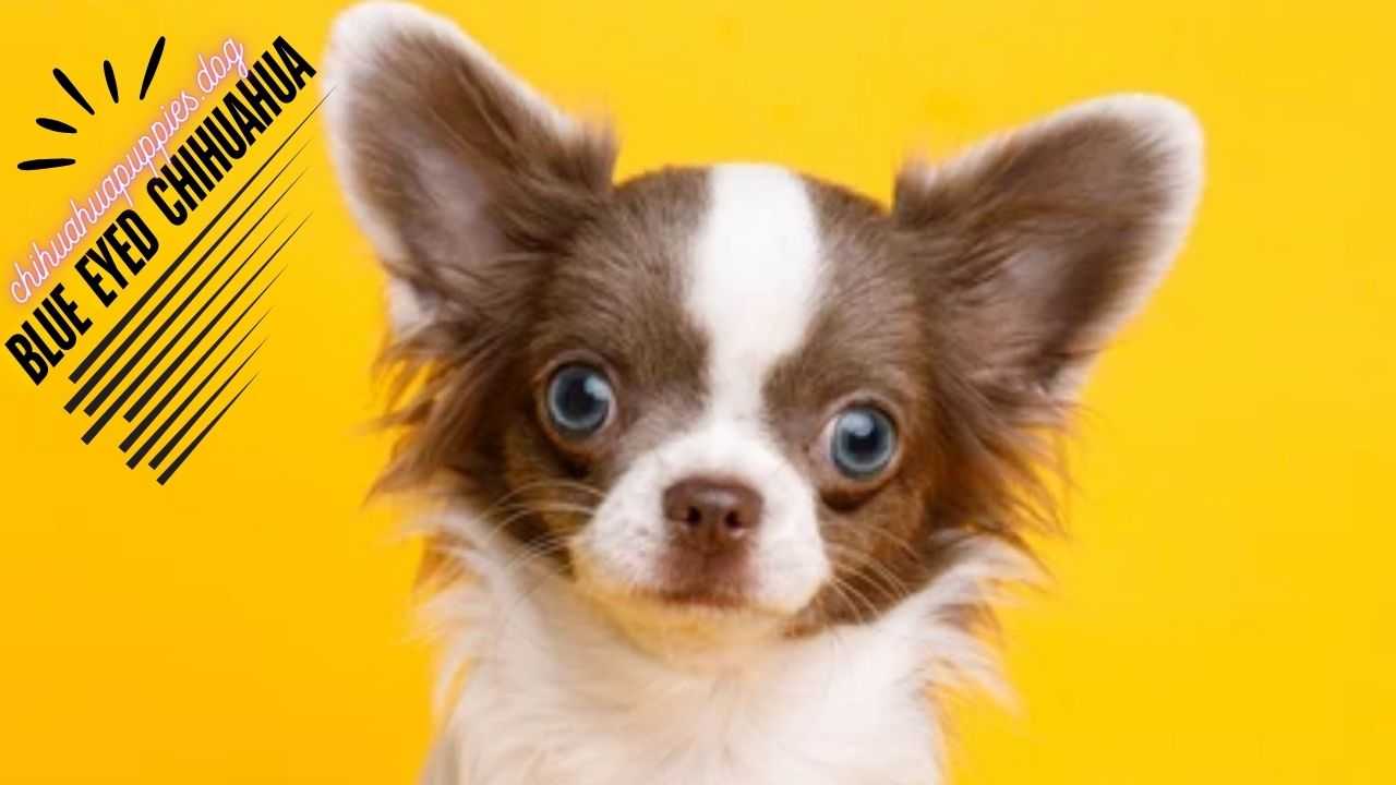 Blue eyed chihuahua