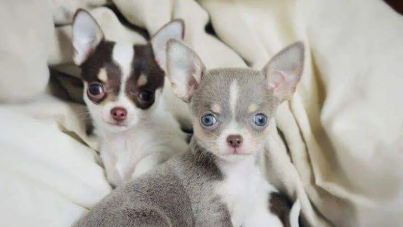 Blue eyed Chihuahua