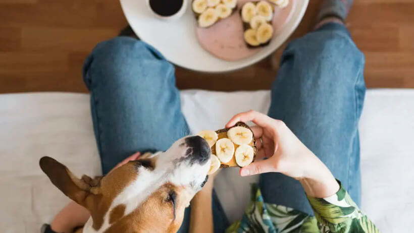 can Chihuahua eat banana 