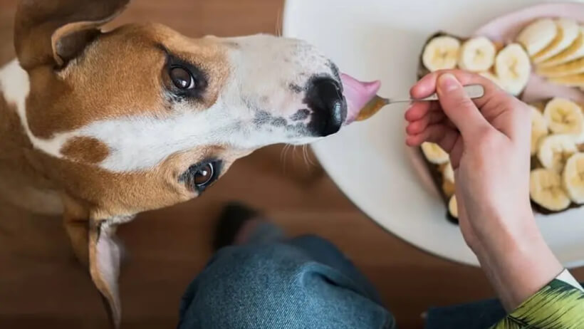 can Chihuahua eat banana 