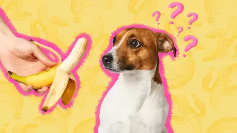 can Chihuahua eat banana 4