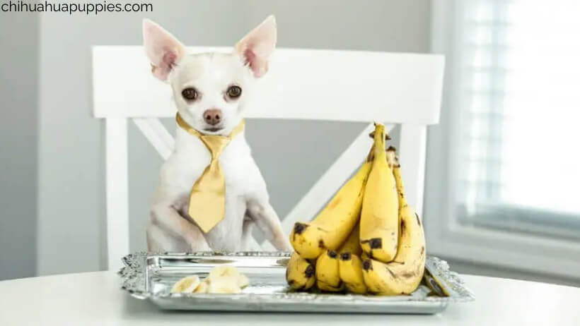 can Chihuahua eat banana