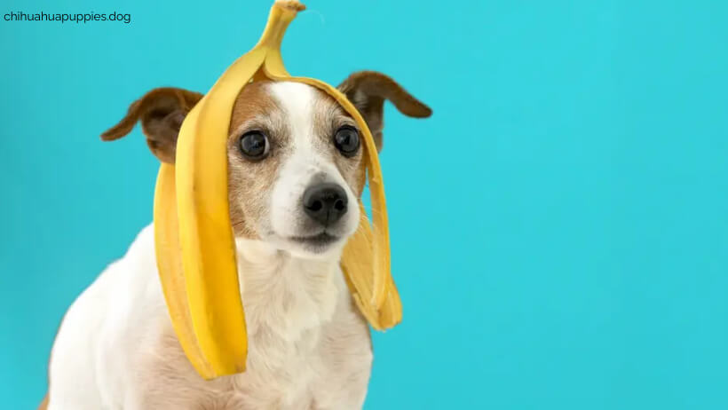 can Chihuahua eat banana 