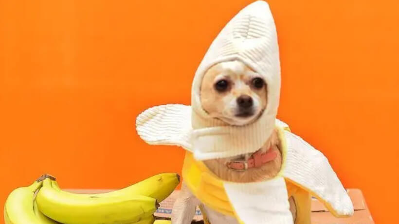 can Chihuahua eat banana 