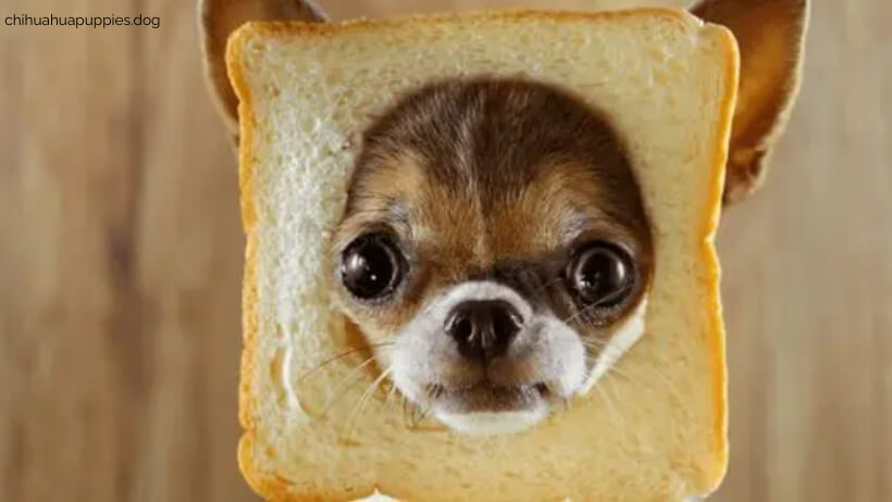 Can Chihuahua eat bread