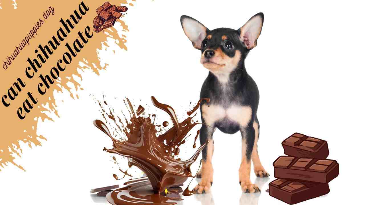 Can Chihuahua Eat Chocolate