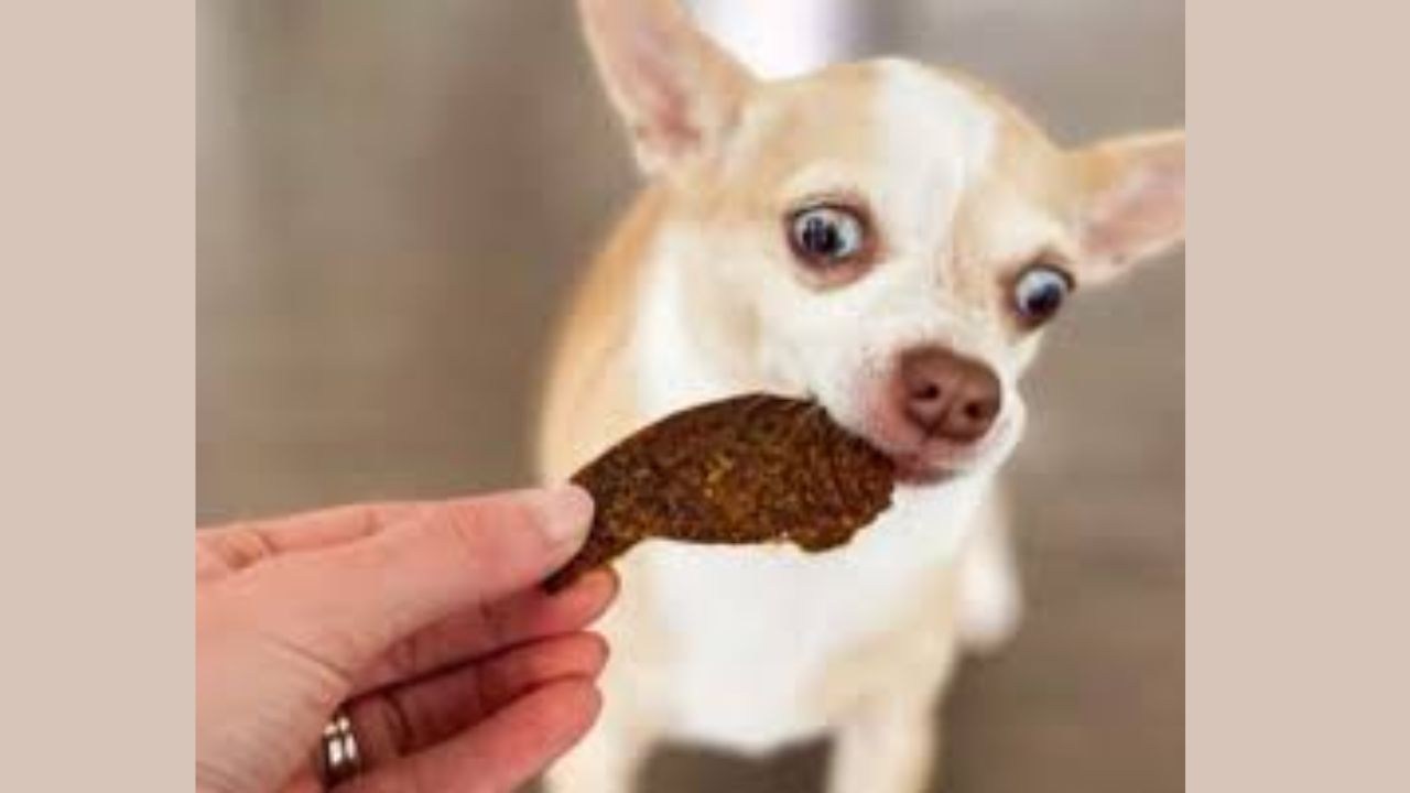 Can Chihuahua Eat Chocolate