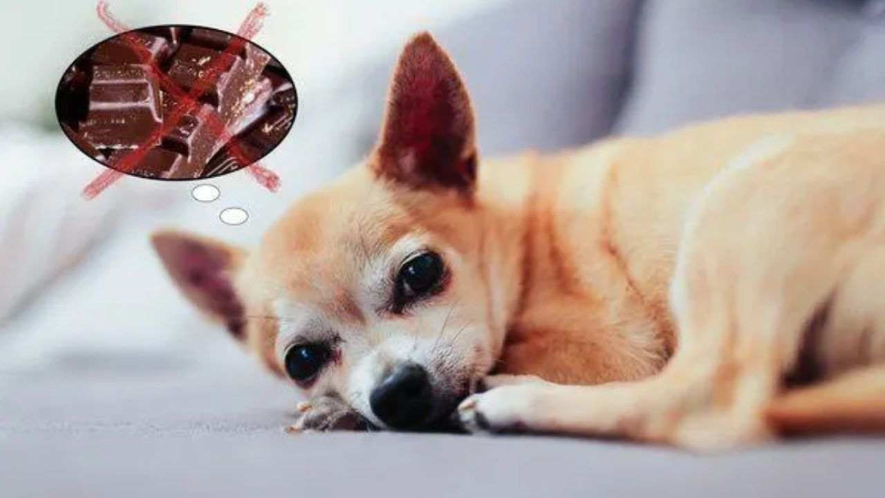 Can Chihuahua Eat Chocolate