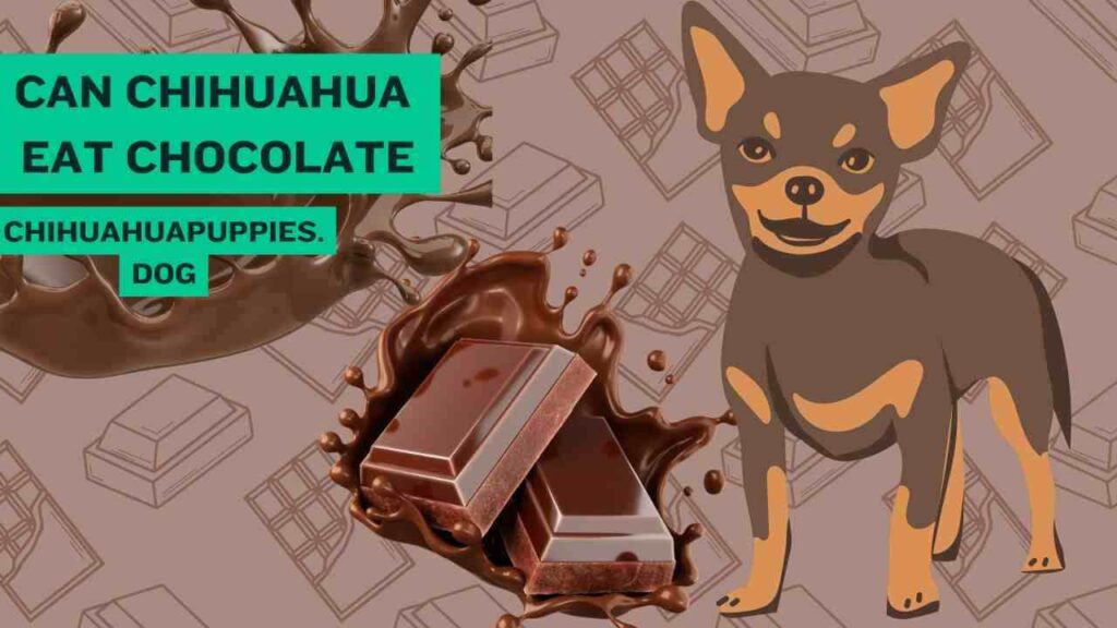 Can Chihuahua Eat Chocolate