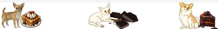 Can Chihuahua Eat Chocolate