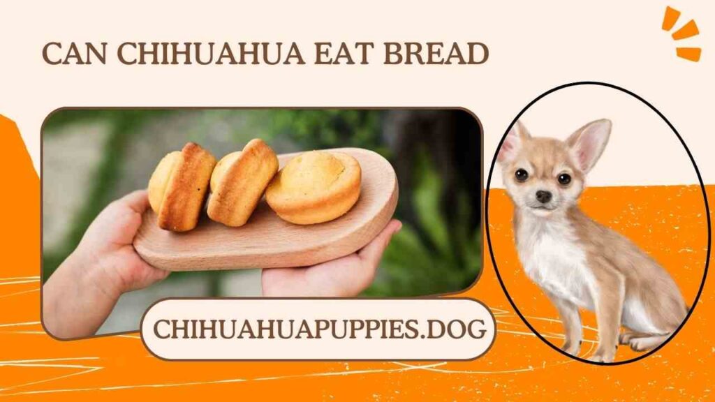 Can Chihuahua eat bread