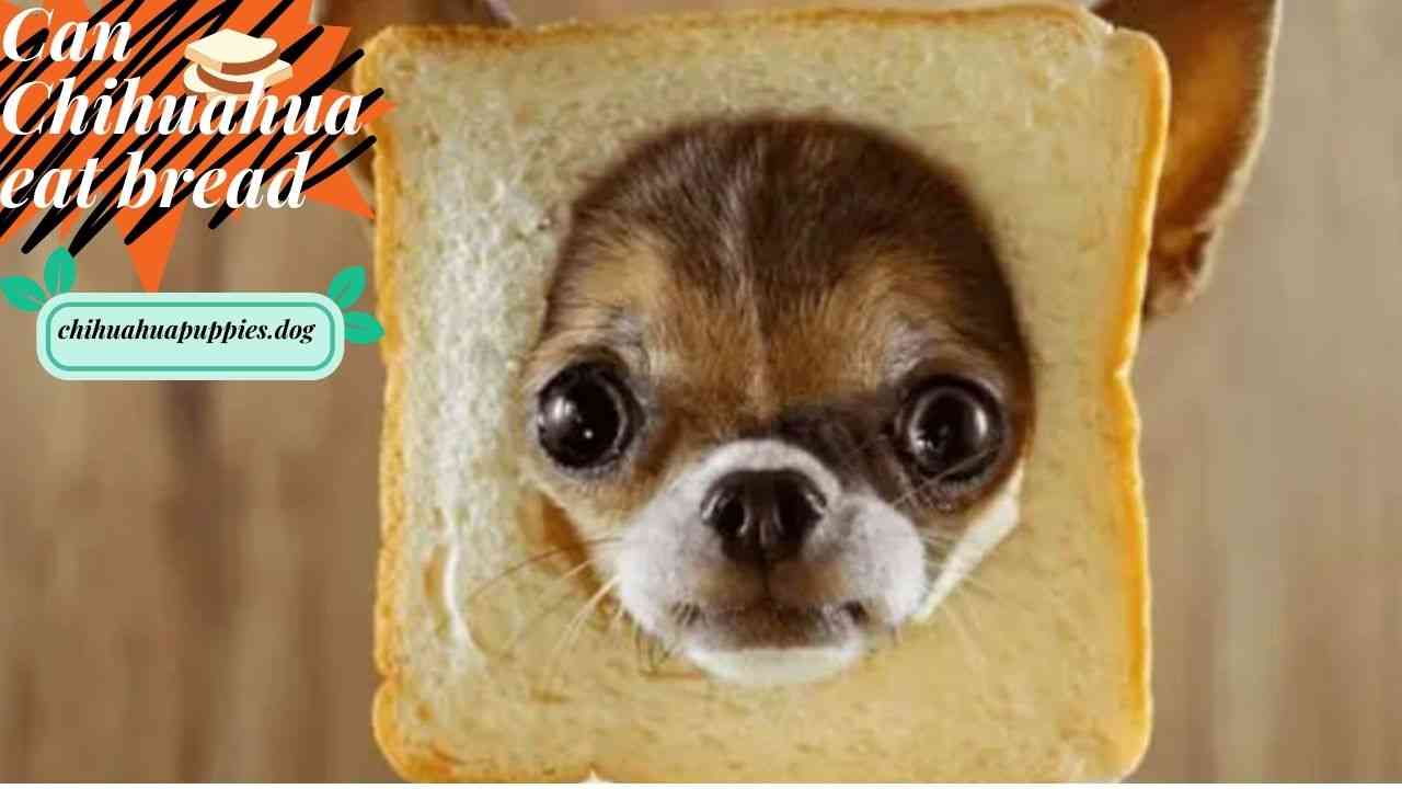 Can Chihuahua eat bread